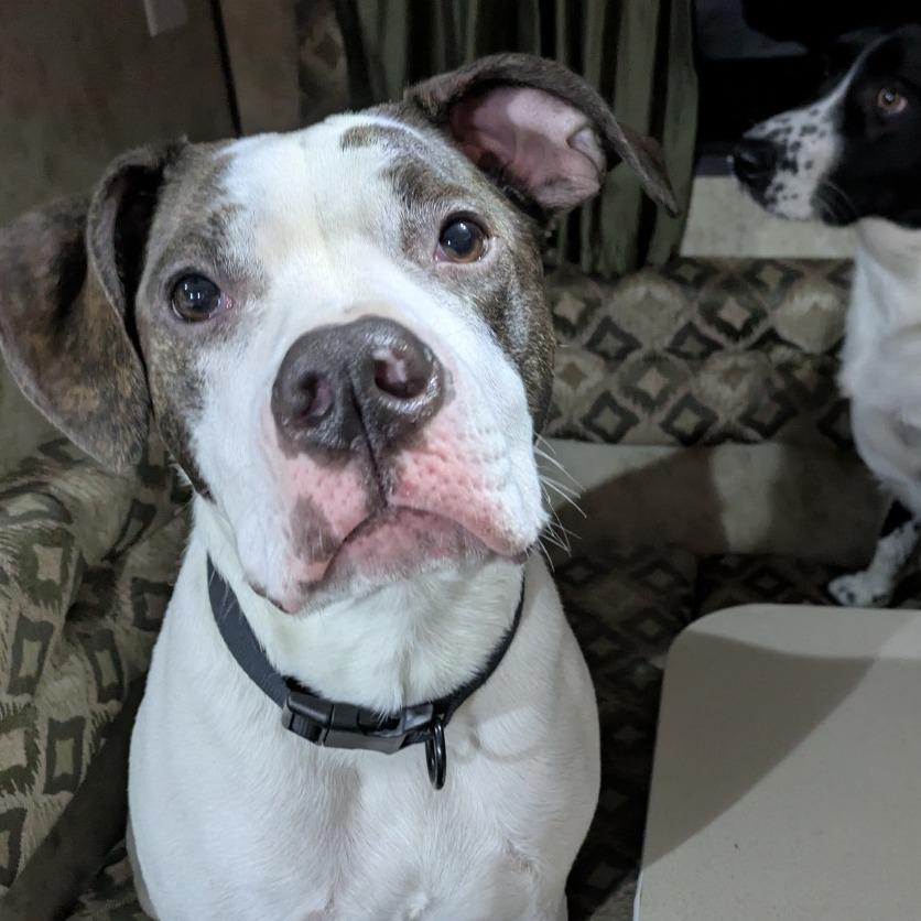 Emerald, Adoptable, Adult Female Mixed Breed.