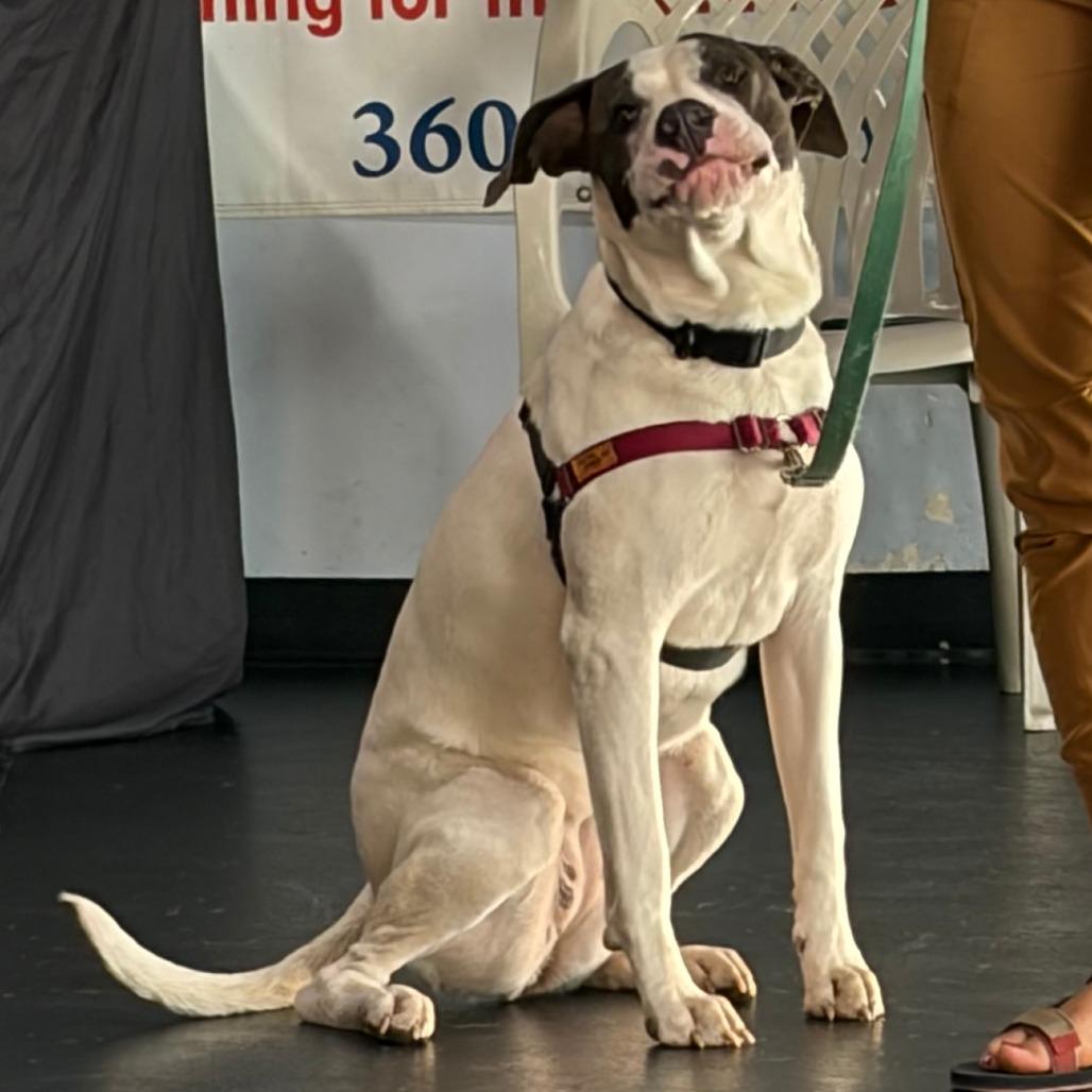 Enlarge Emerald, a Adoptable Mixed Breed in Washougal, WA image 3/6