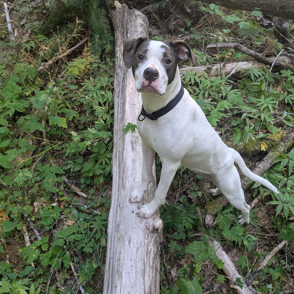 Emerald, a Adoptable Mixed Breed in Washougal, WA image 3/5