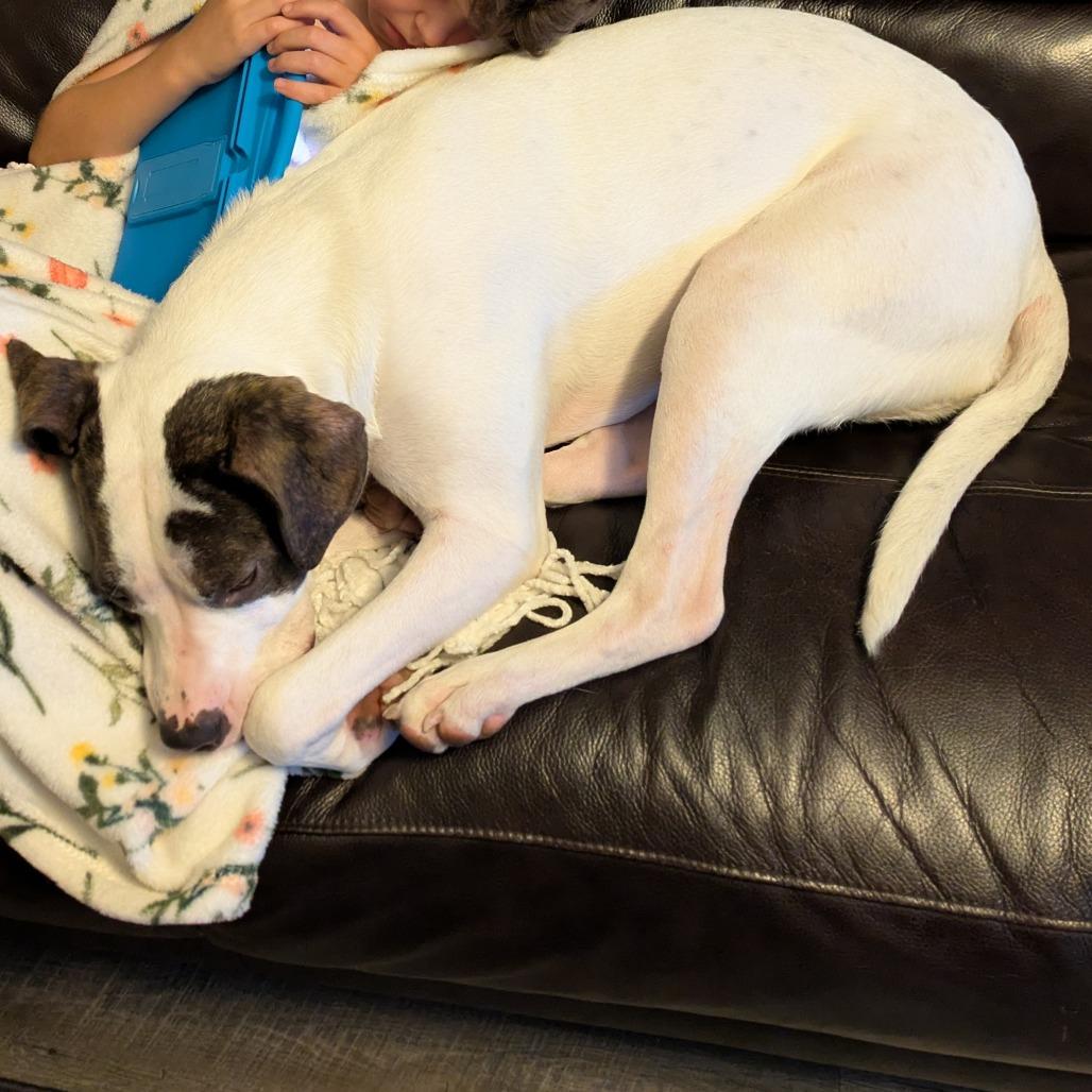 Emerald, a Adoptable Mixed Breed in Washougal, WA image 4/5