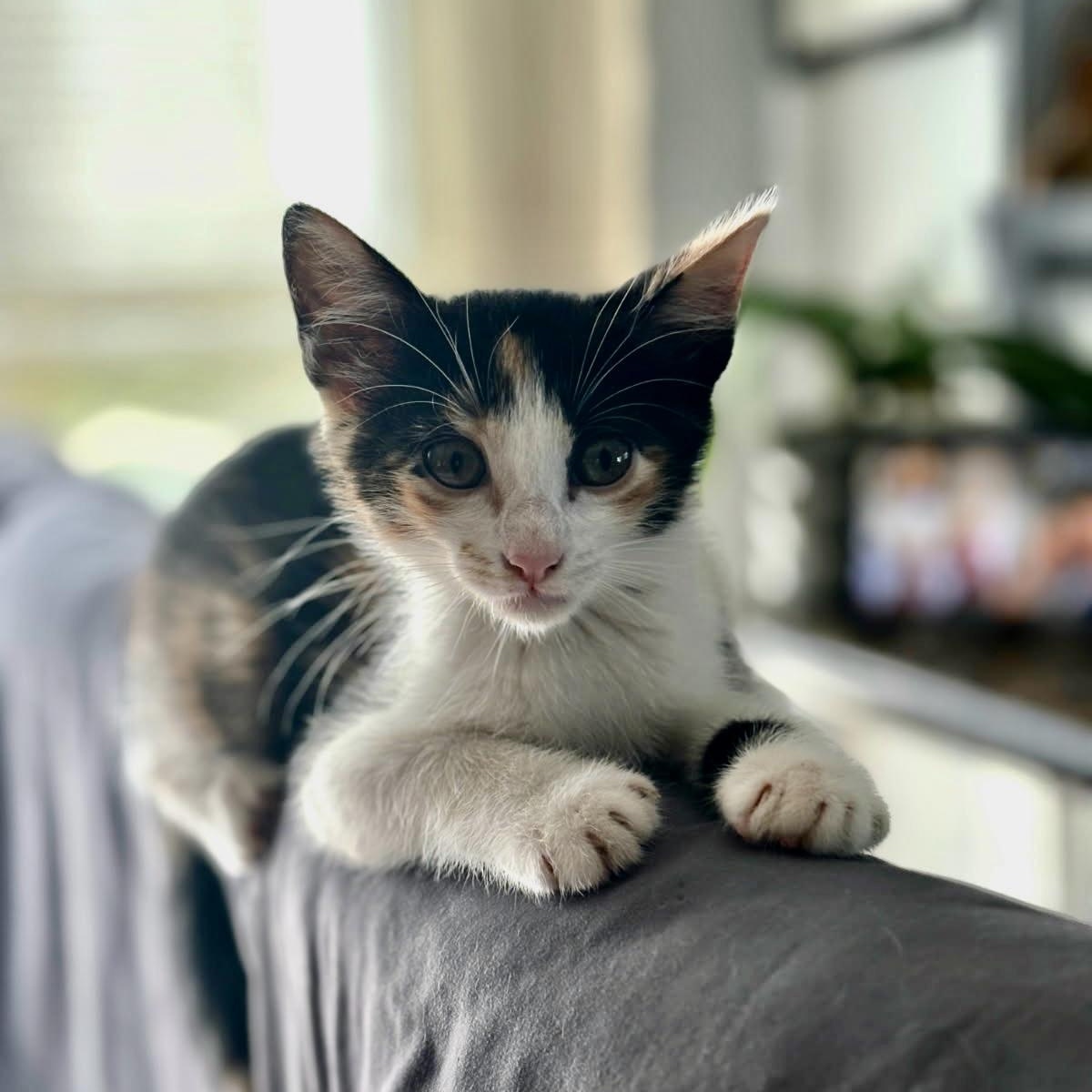 Enlarge Liesel, a Adoptable Calico in Alvin, TX image 1/3