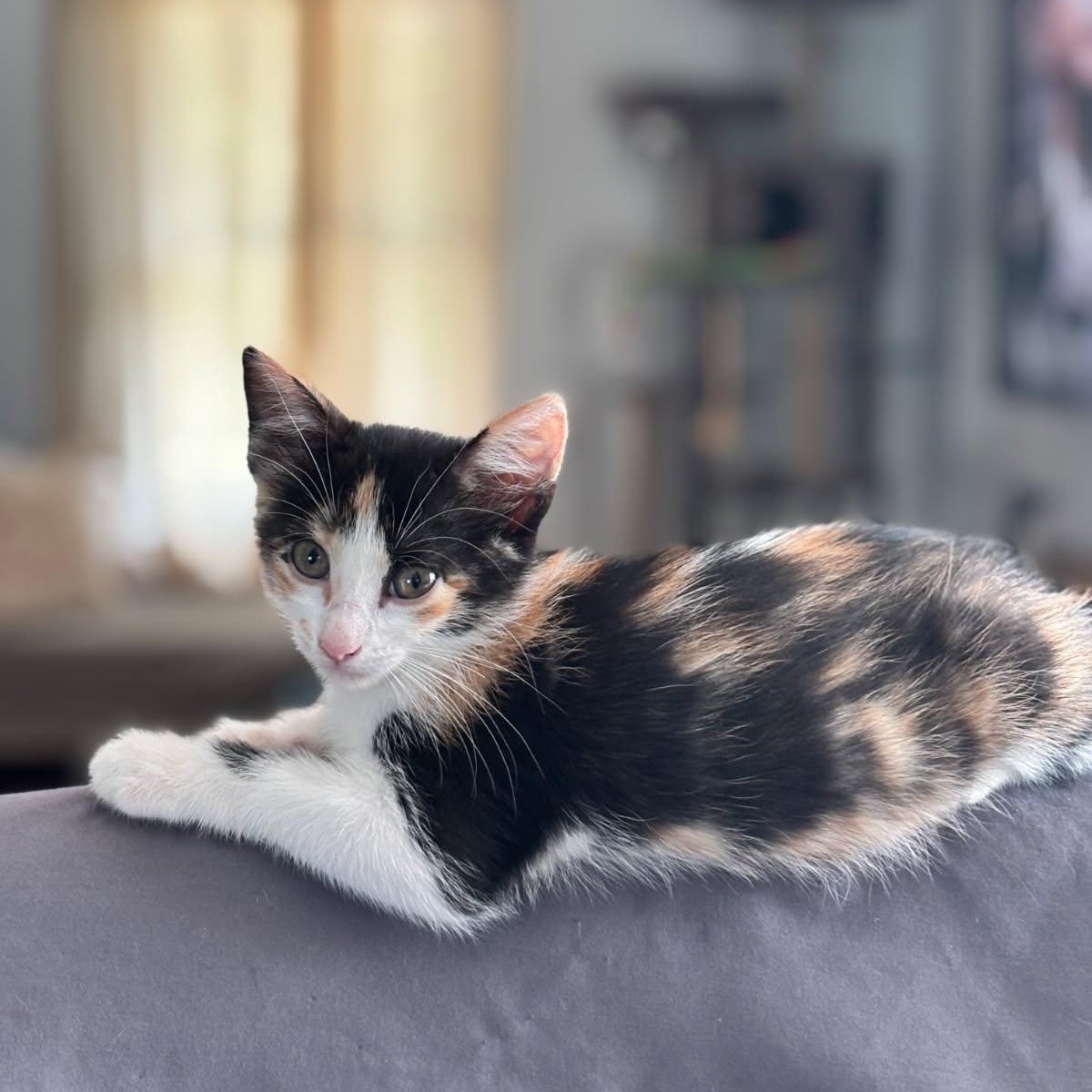 Enlarge Liesel, a Adoptable Calico in Alvin, TX image 2/3