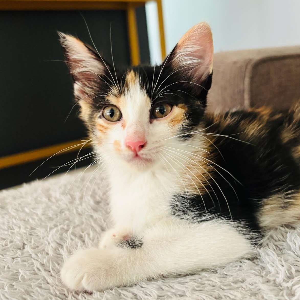 Enlarge Liesel, a Adoptable Calico in Alvin, TX image 3/3