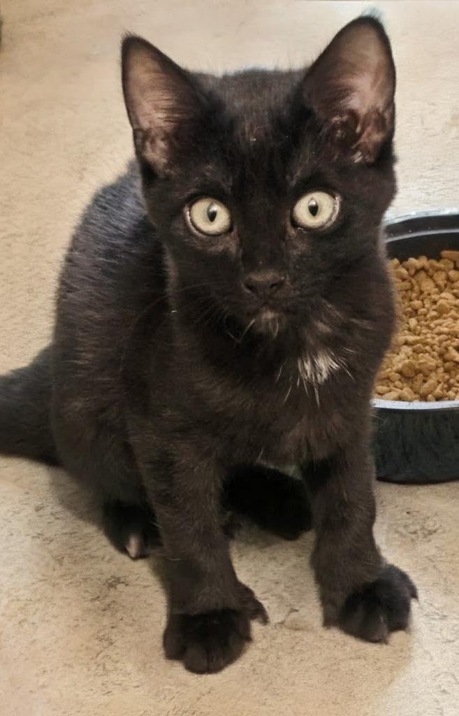 Enlarge Rolycoly, a Adoptable mixed breed in Evans, GA image 1/1