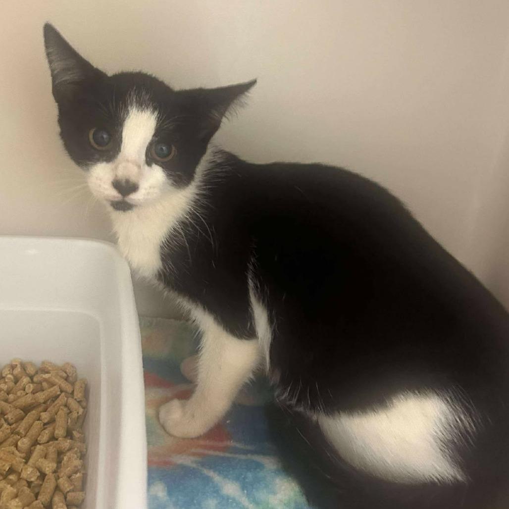 Maize, Adoptable, Young Female Domestic Short Hair.