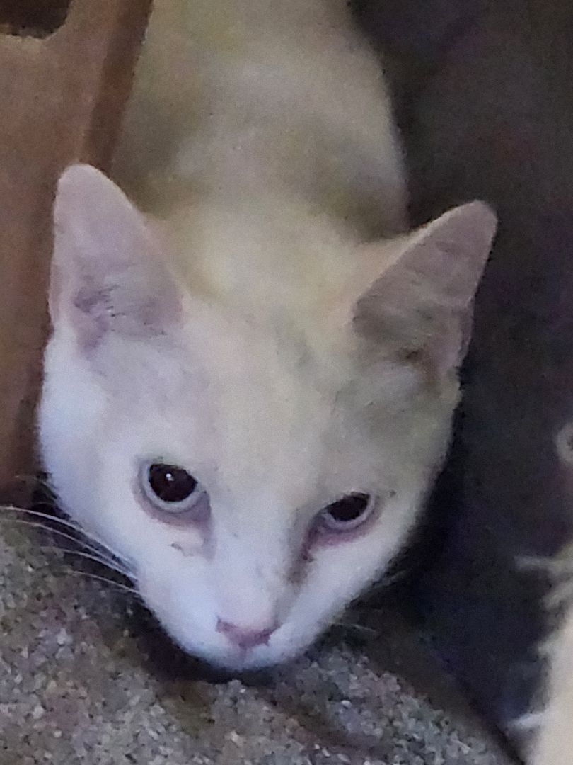 Enlarge Snow, a Adopted American Shorthair in Greeley, CO image 1/4