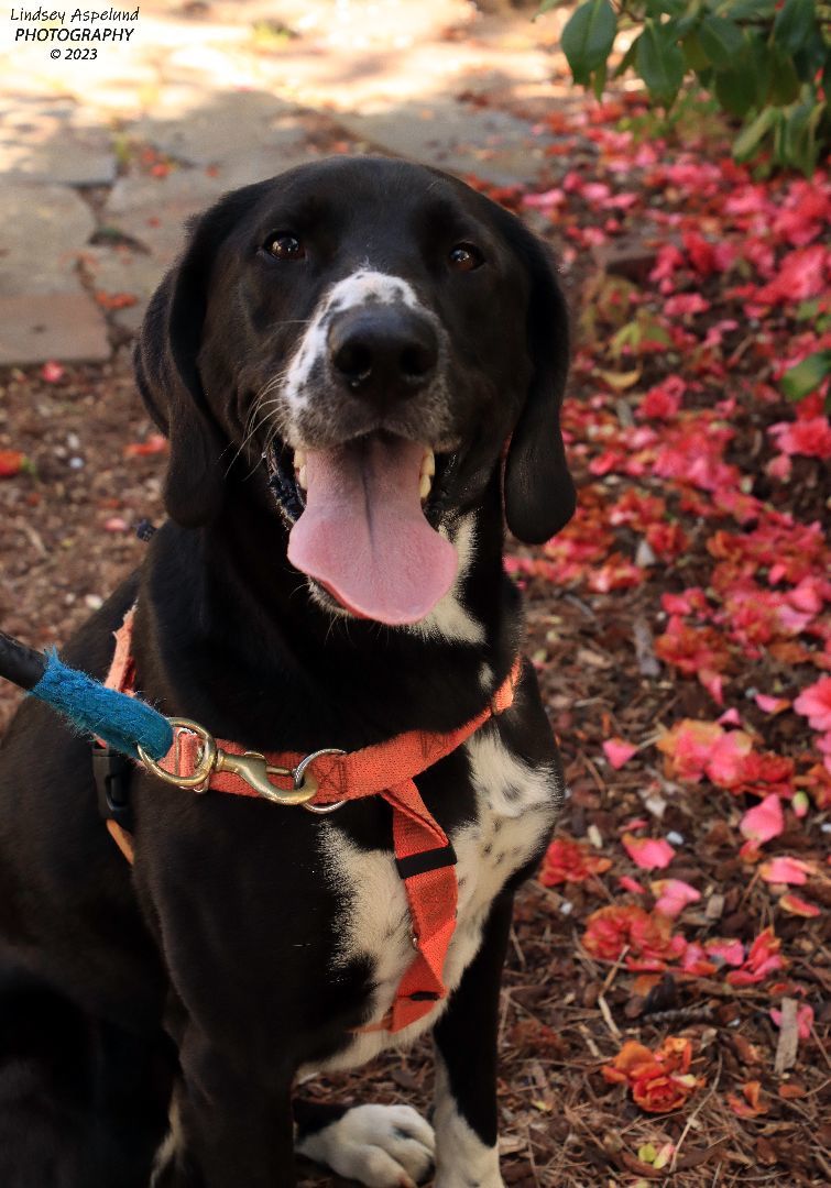 Franco, a Adoptable mixed breed in Sequim, WA image 2/22