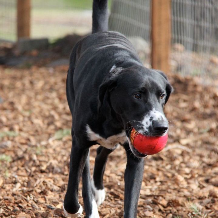 Franco, a Adoptable mixed breed in Sequim, WA image 3/22
