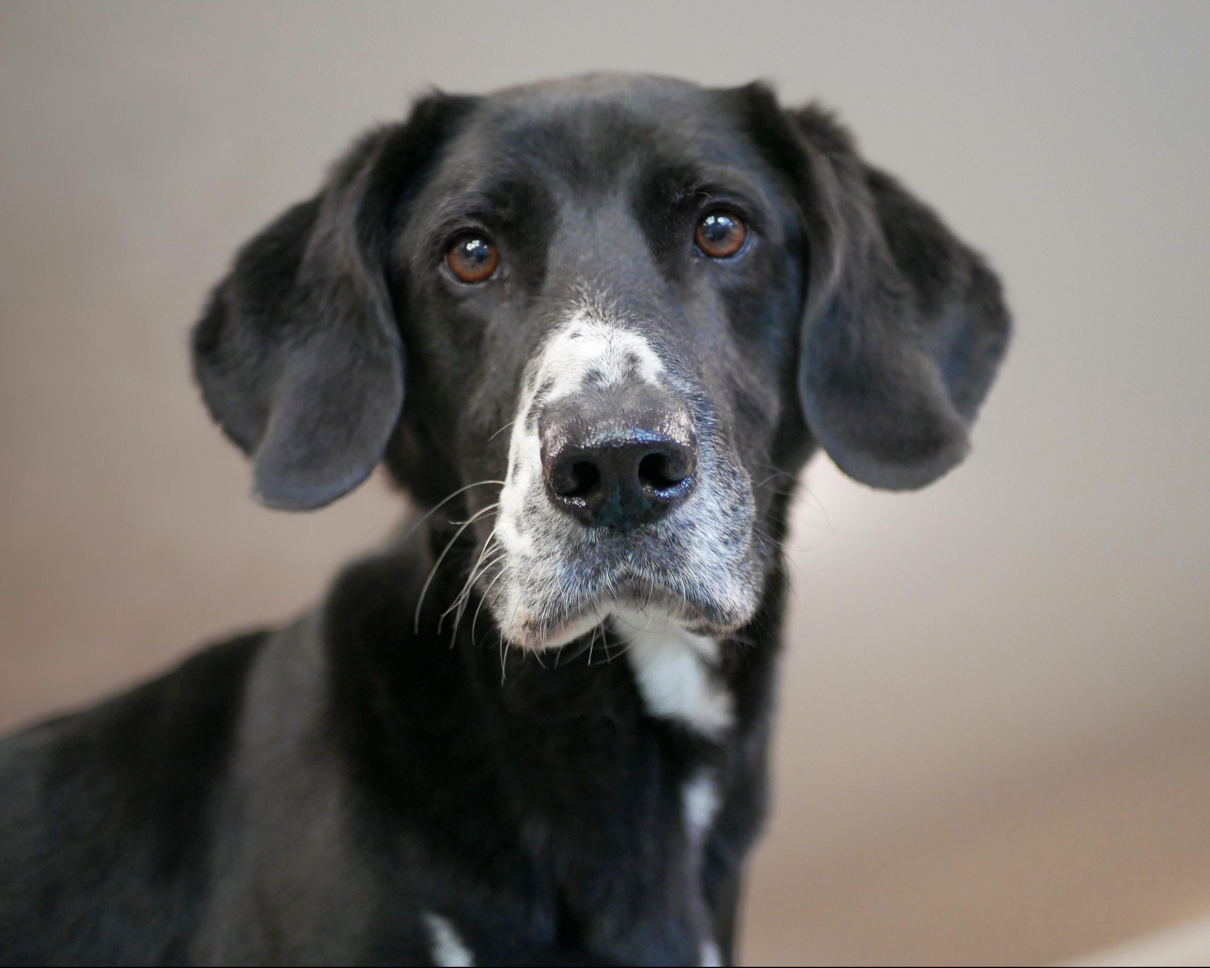 Enlarge Franco, a Adoptable mixed breed in Sequim, WA image 1/6