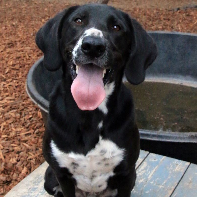 Franco, a Adoptable mixed breed in Sequim, WA image 6/22