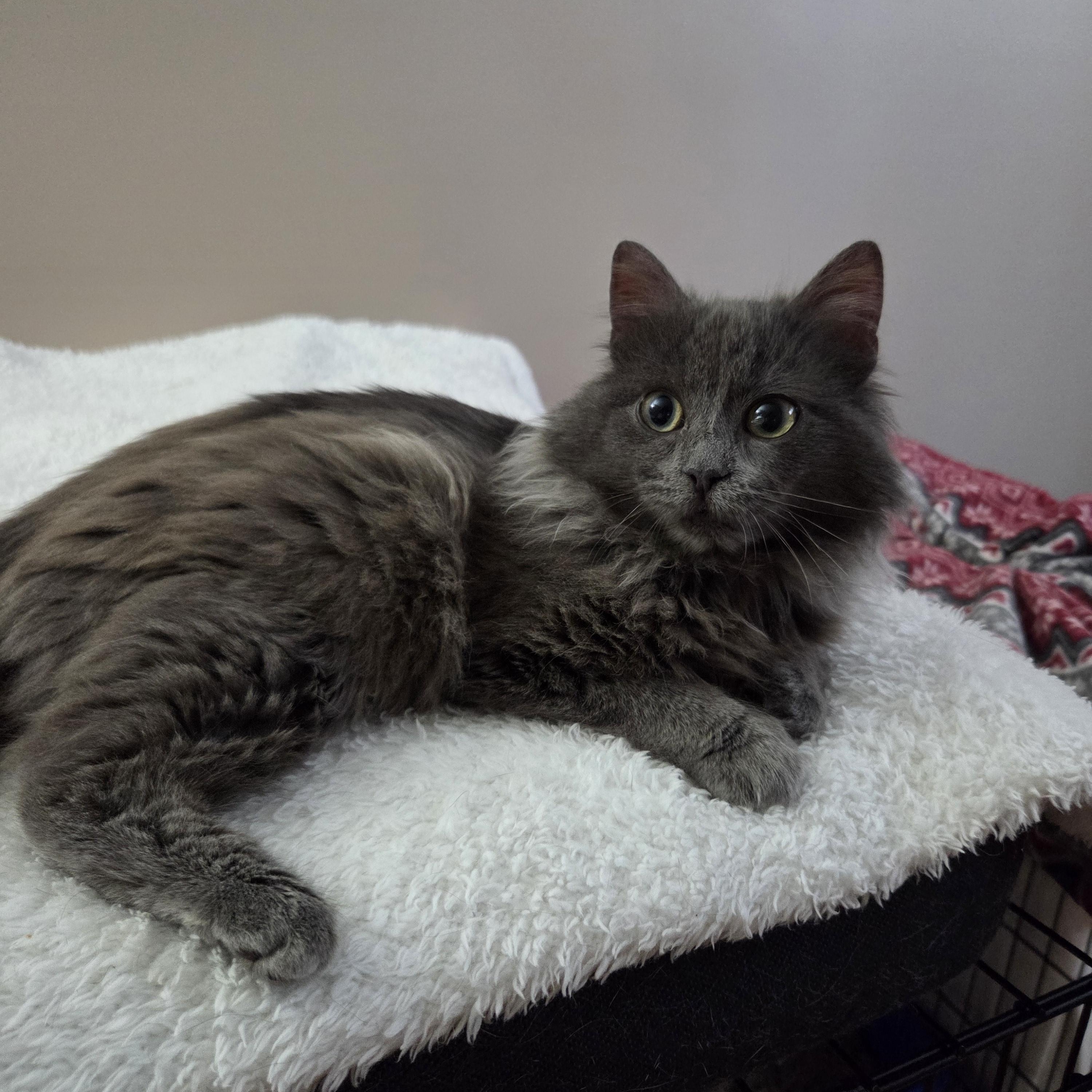 Oraxe, an adopted Domestic Long Hair in Terrebonne, QC image 1/4