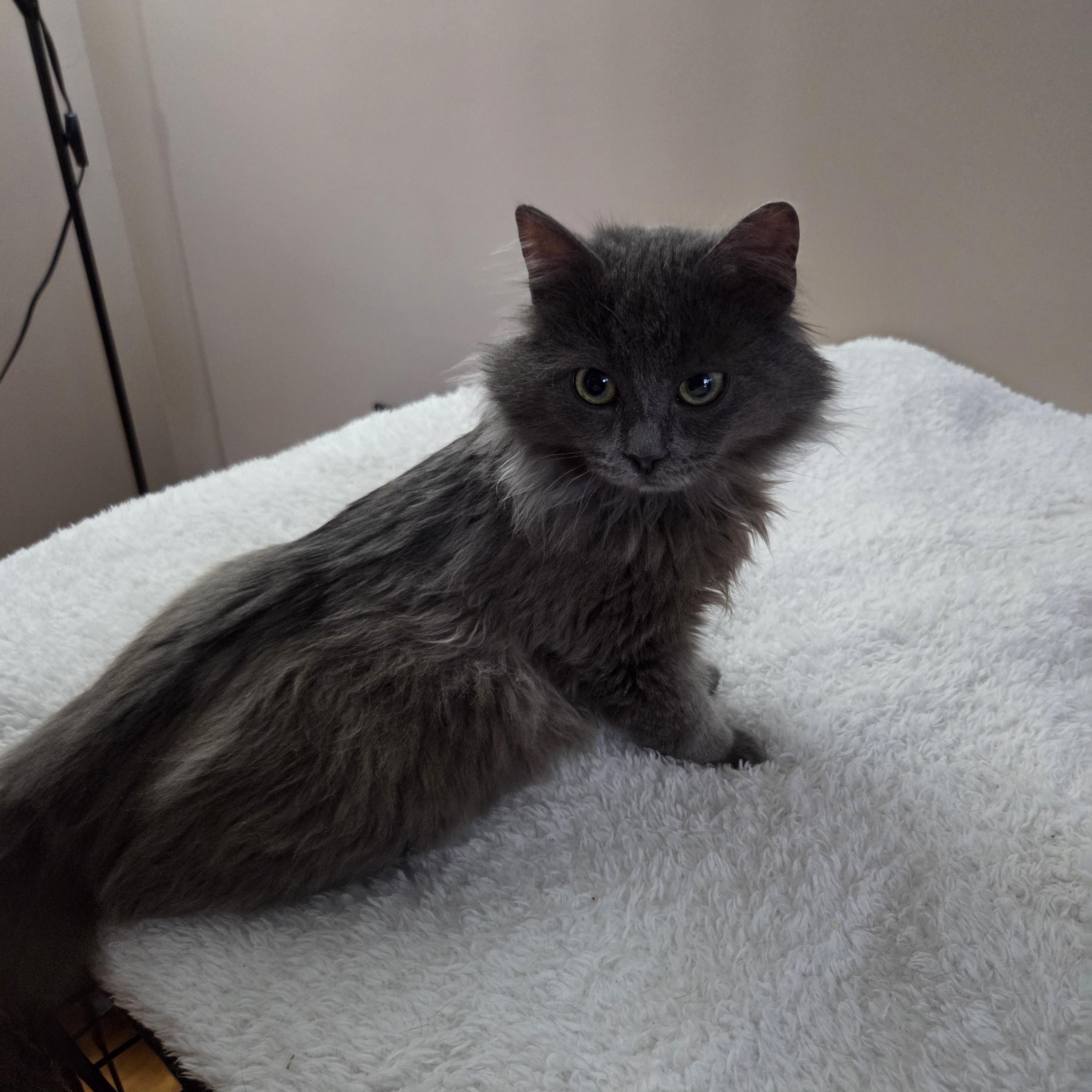 Oraxe, an adopted Domestic Long Hair in Terrebonne, QC image 4/4