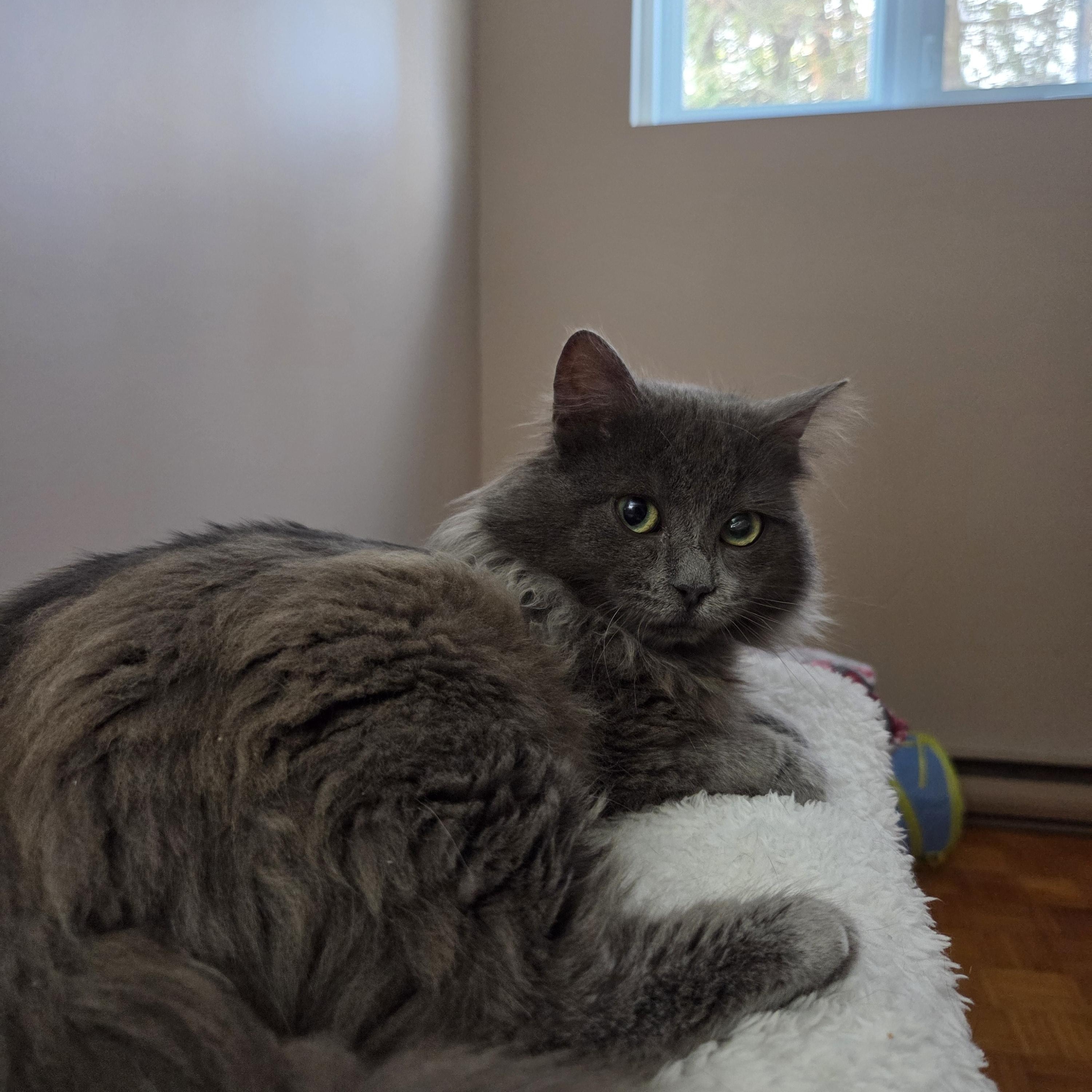 Oraxe, an adopted Domestic Long Hair in Terrebonne, QC image 3/4