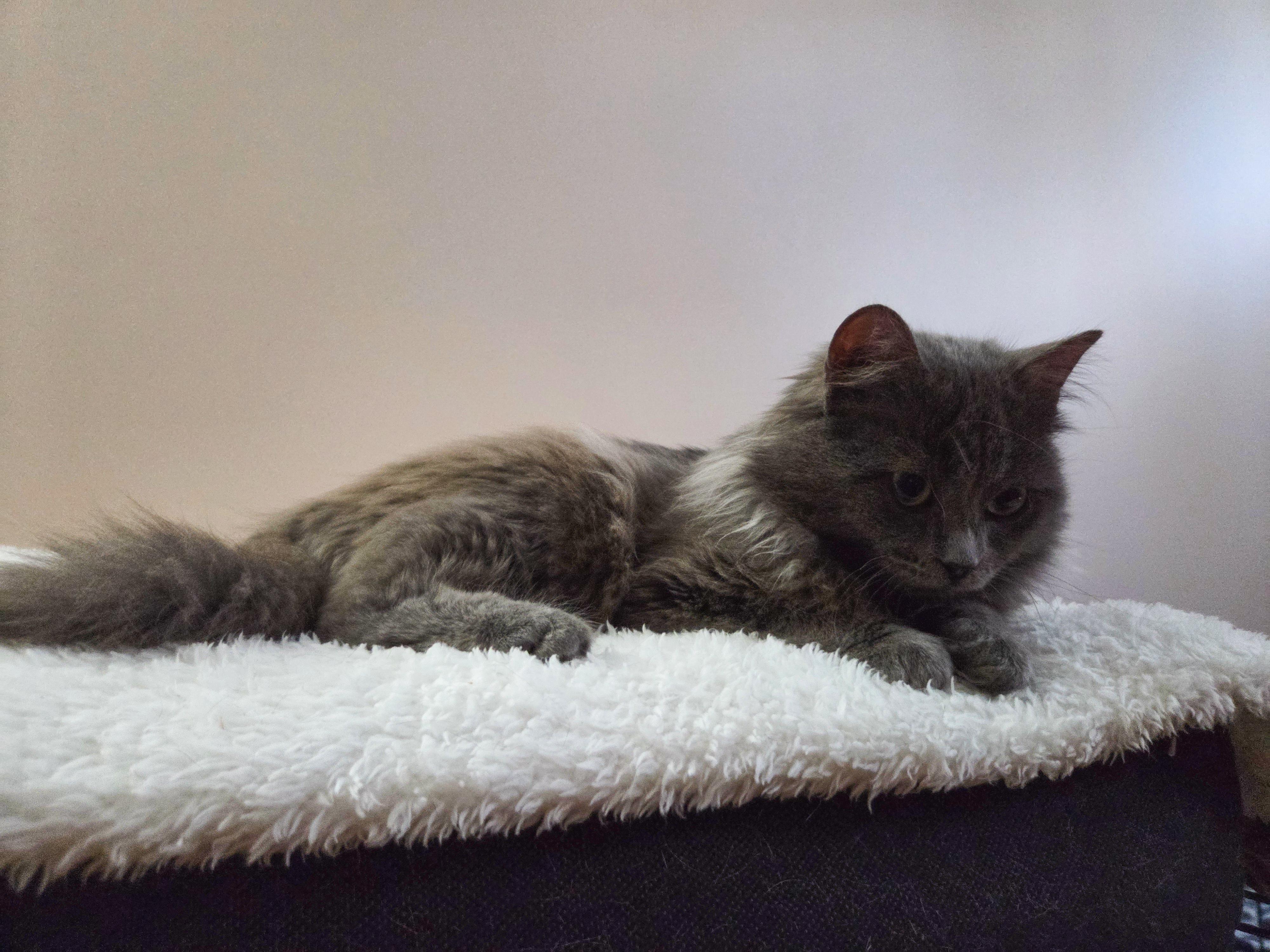 Oraxe, an adopted Domestic Long Hair in Terrebonne, QC image 2/4