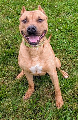 LOKI, Adoptable, Adult Male American Staffordshire Terrier & Mixed Breed.