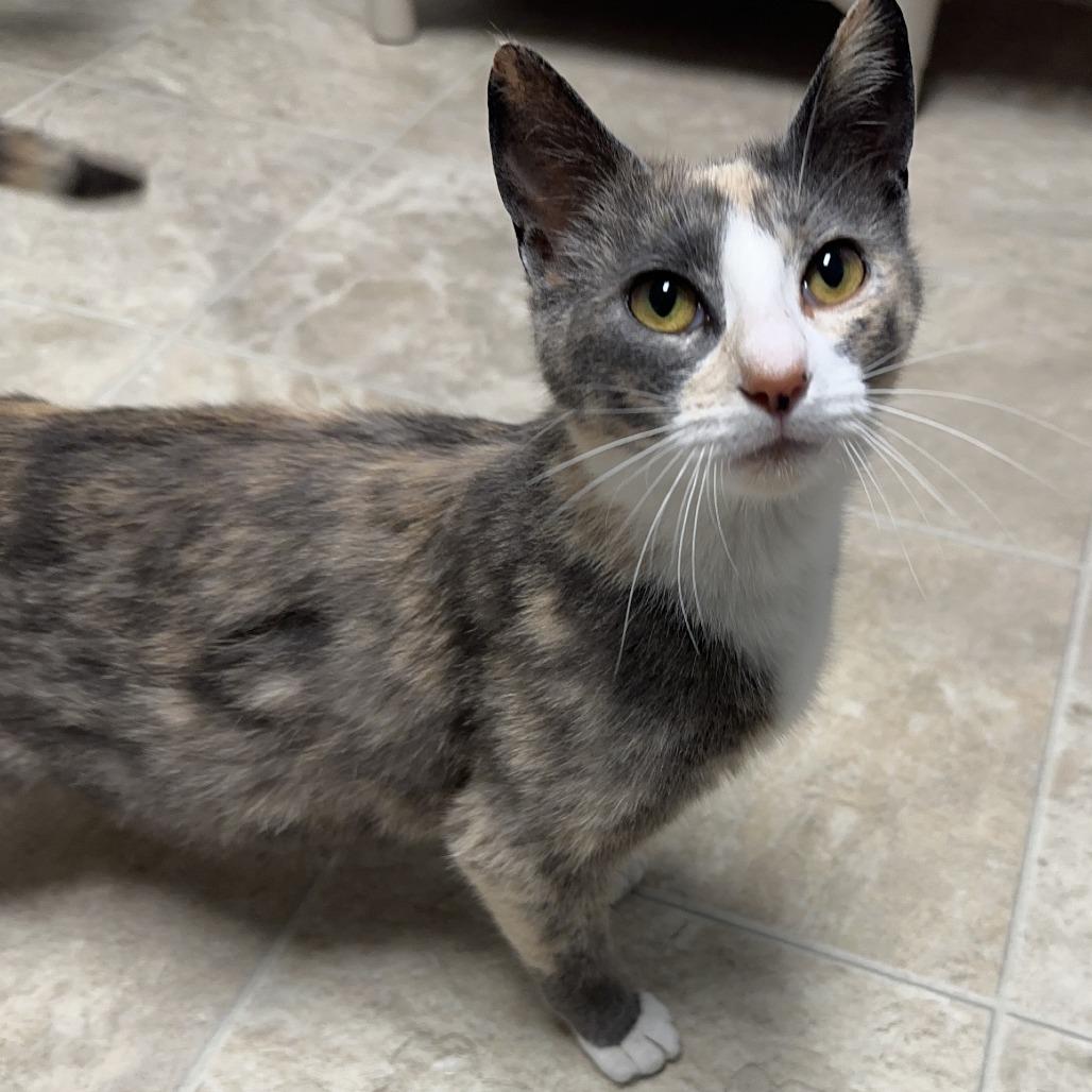 Chevrolet, Young Female Domestic Short Hair