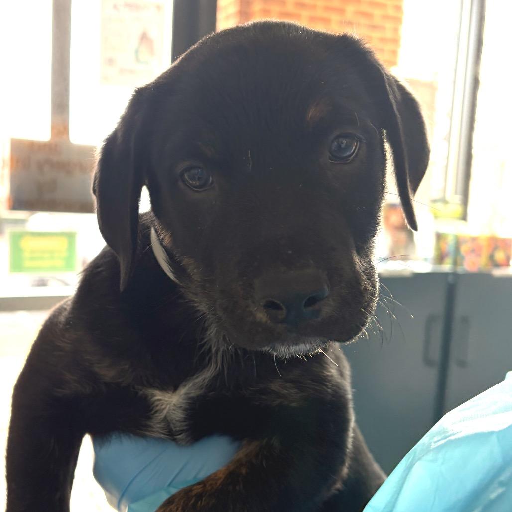 Conch, Adoptable, Puppy Male English Shepherd & Mixed Breed.