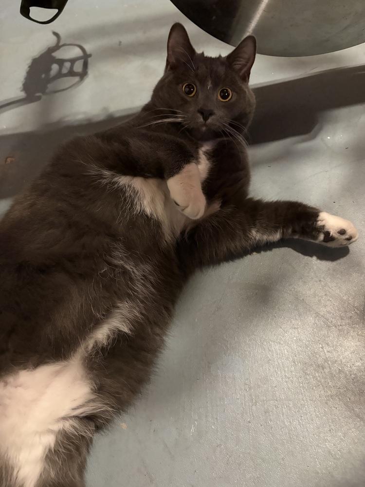 Stormie (bonded with Luna), Adoptable, Young Male Domestic Short Hair.