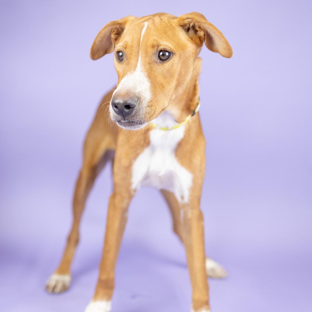 Enlarge Aster, a Adoptable Mixed Breed in Portland, OR image 1/2