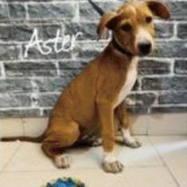 Enlarge Aster, a Adoptable Mixed Breed in Portland, OR image 2/2