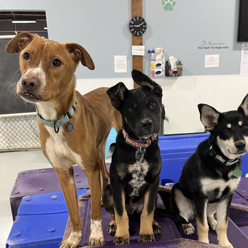 Enlarge Aster, a Adoptable Mixed Breed in Portland, OR image 3/3