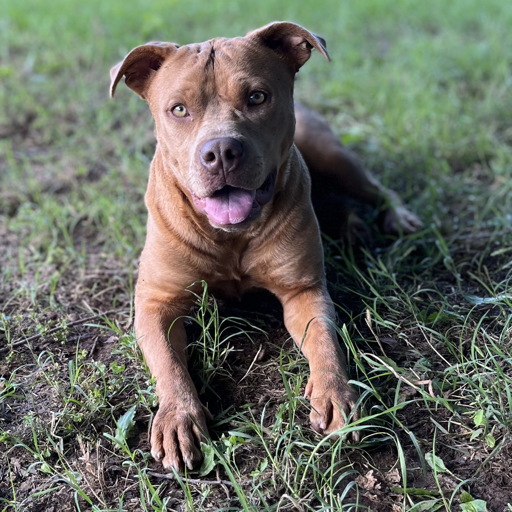 Dog for adoption Daisy, a Pit Bull Terrier & CurlyCoated Retriever