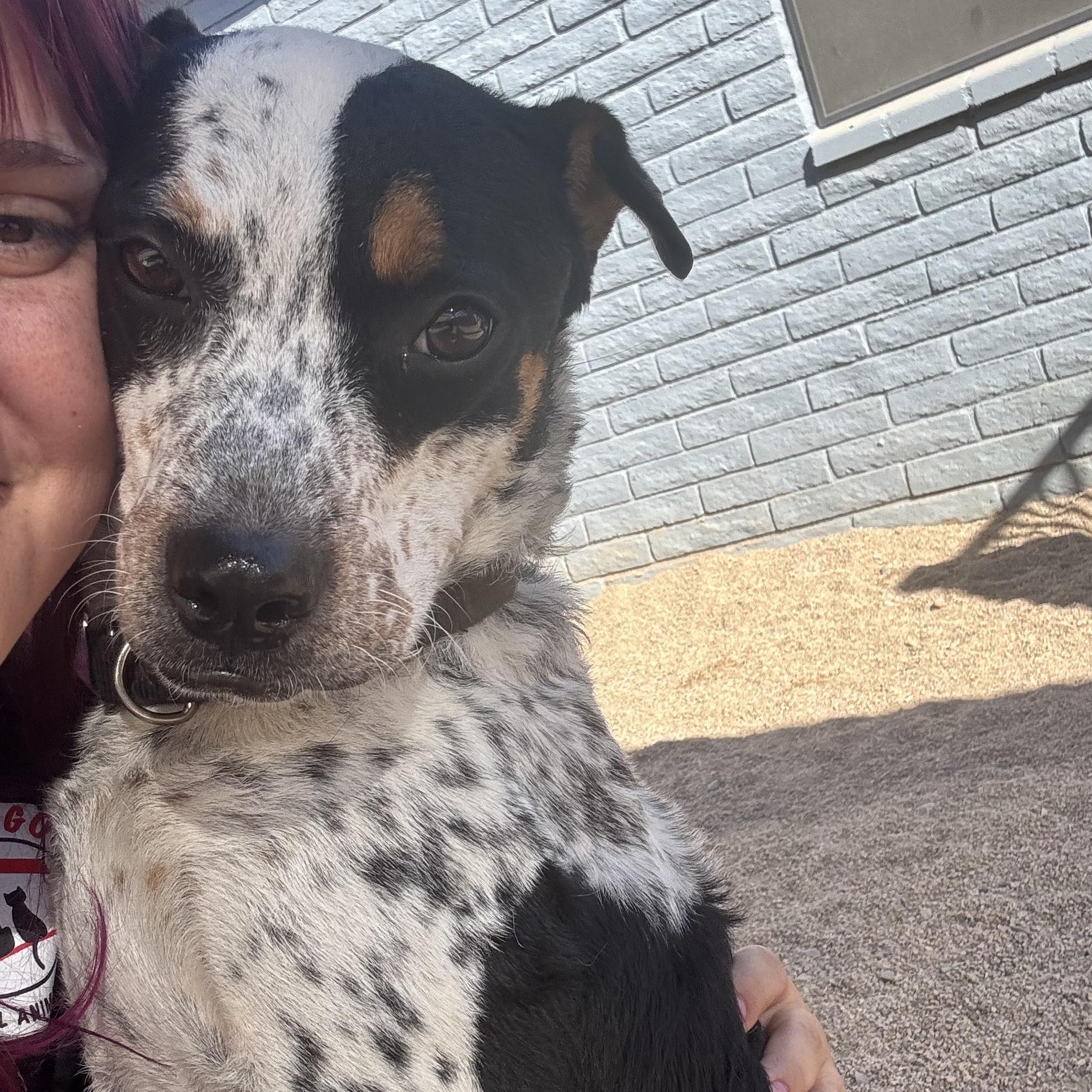 Enlarge Marmalade, an adoptable mixed breed in Phoenix, AZ image 1/3