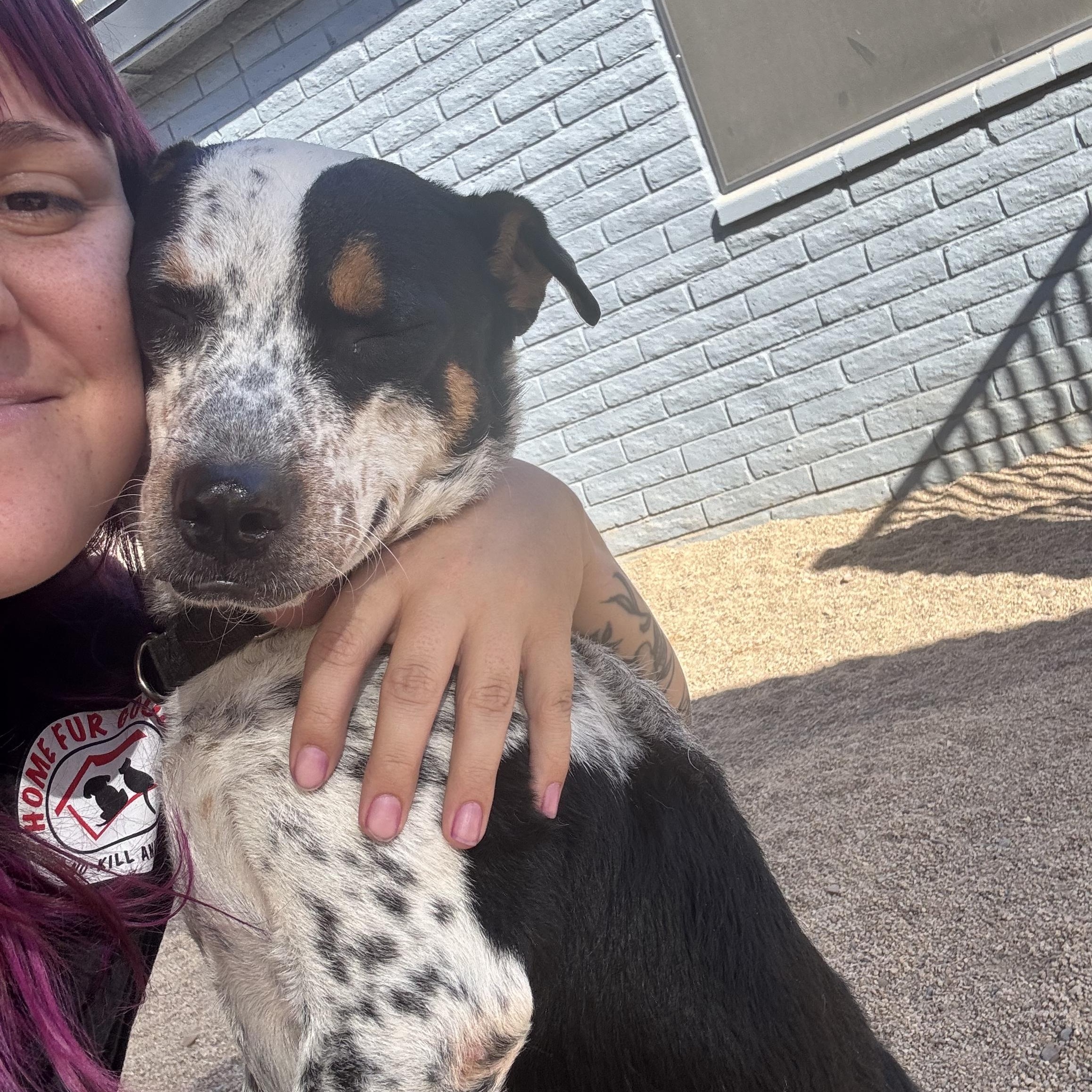 Enlarge Marmalade, an adoptable mixed breed in Phoenix, AZ image 3/3