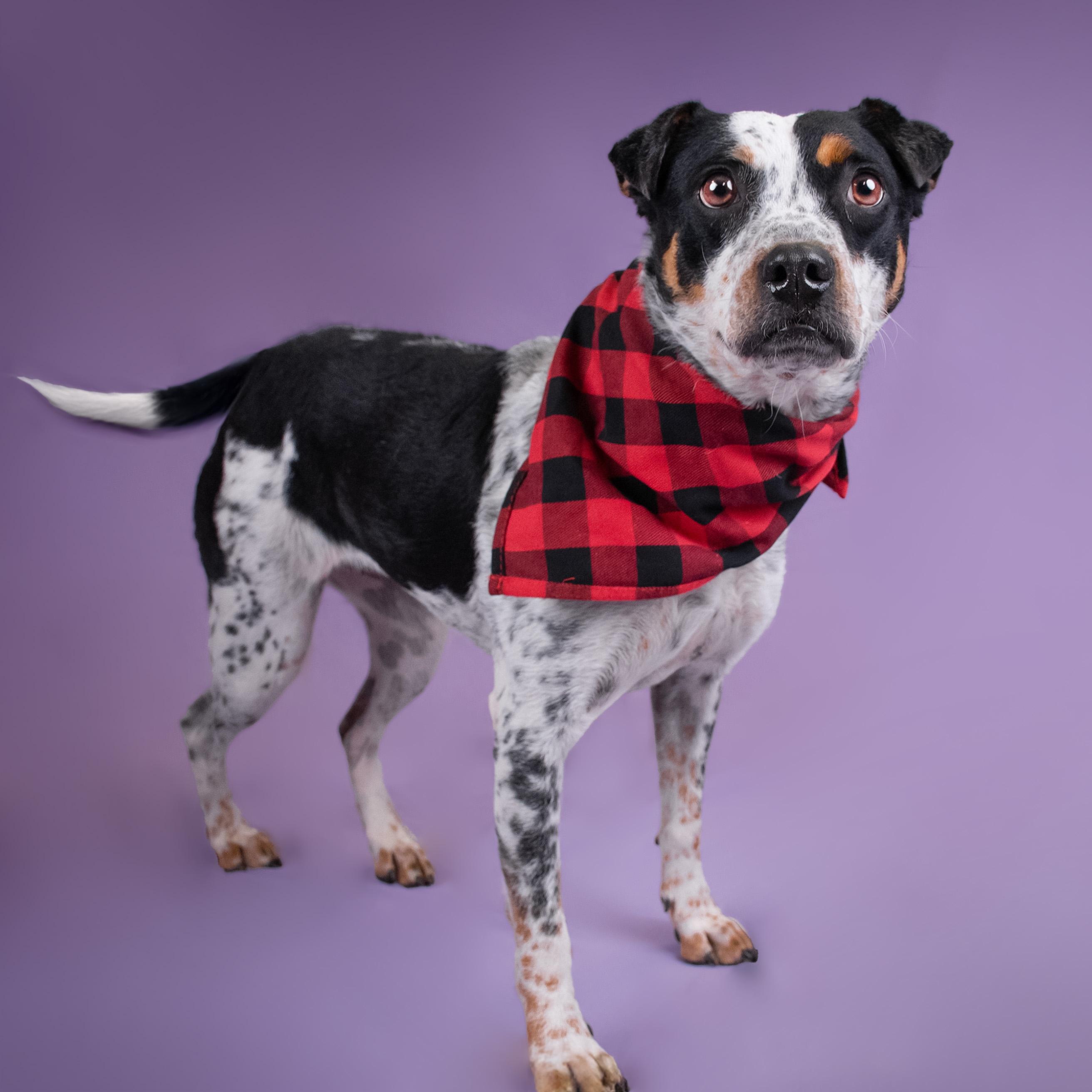 Enlarge Marmalade, an adoptable mixed breed in Phoenix, AZ image 1/4