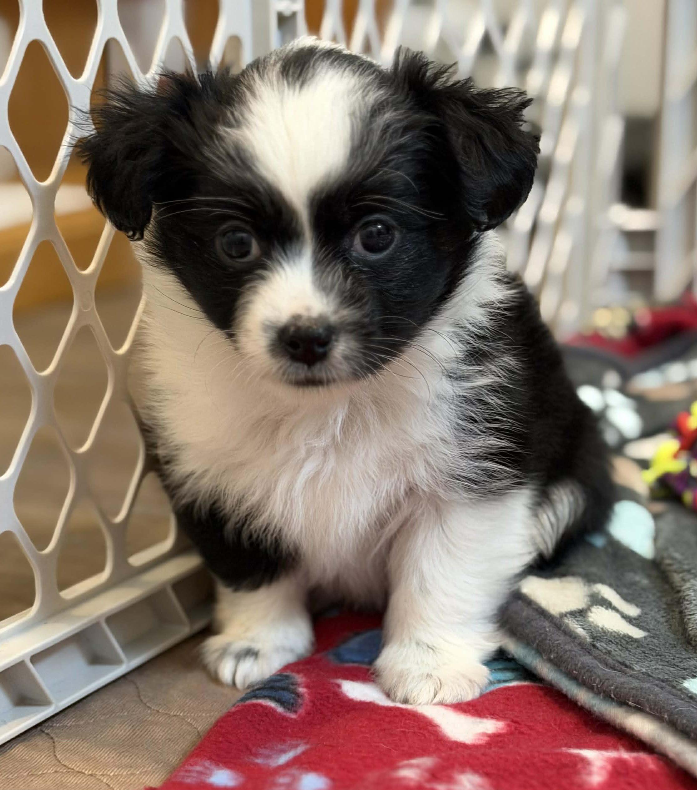 Enlarge Meadow (Spring litter), a Adoptable mixed breed in Silvana, WA image 3/6