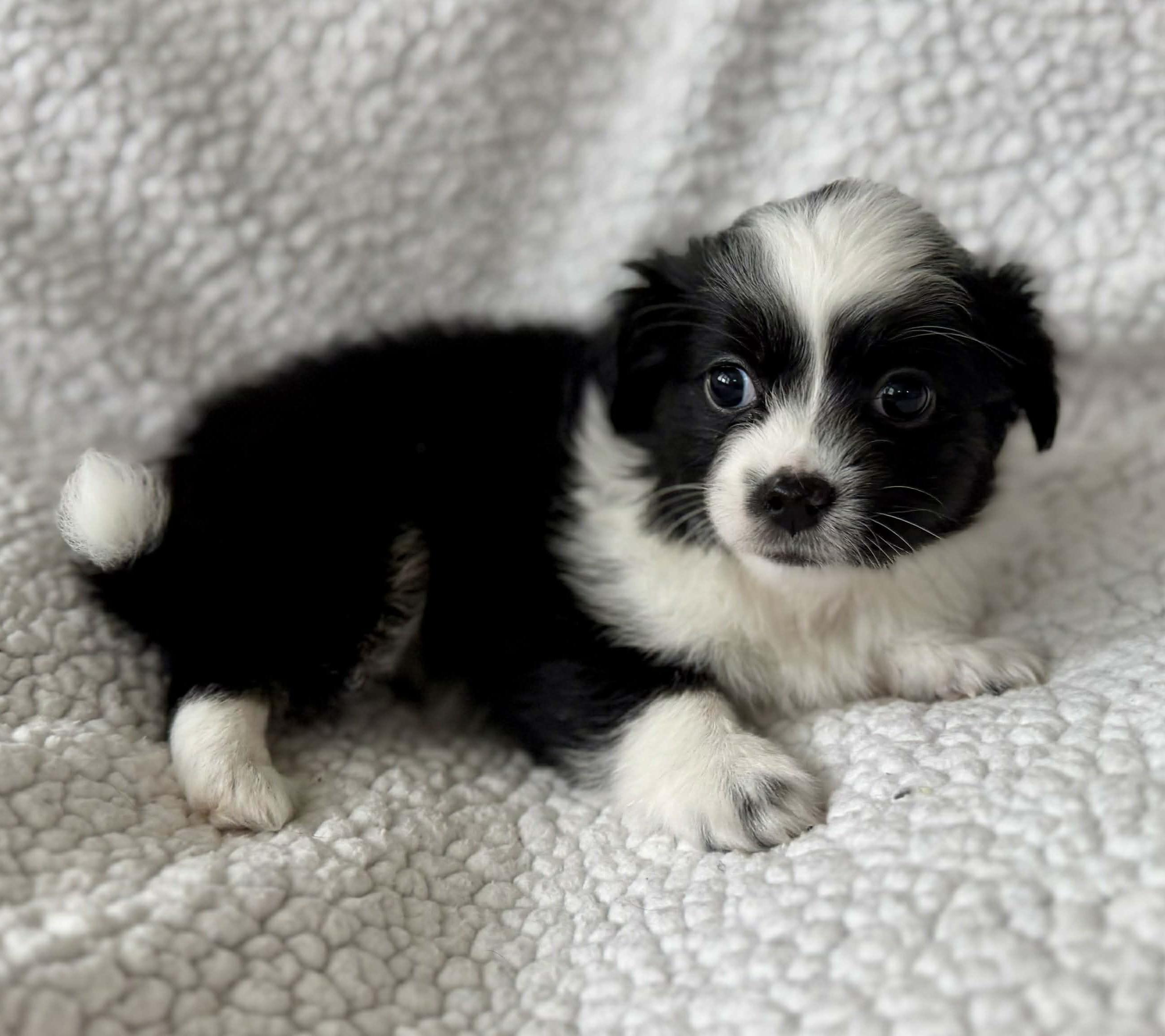 Enlarge Meadow (Spring litter), a Adoptable mixed breed in Silvana, WA image 2/6
