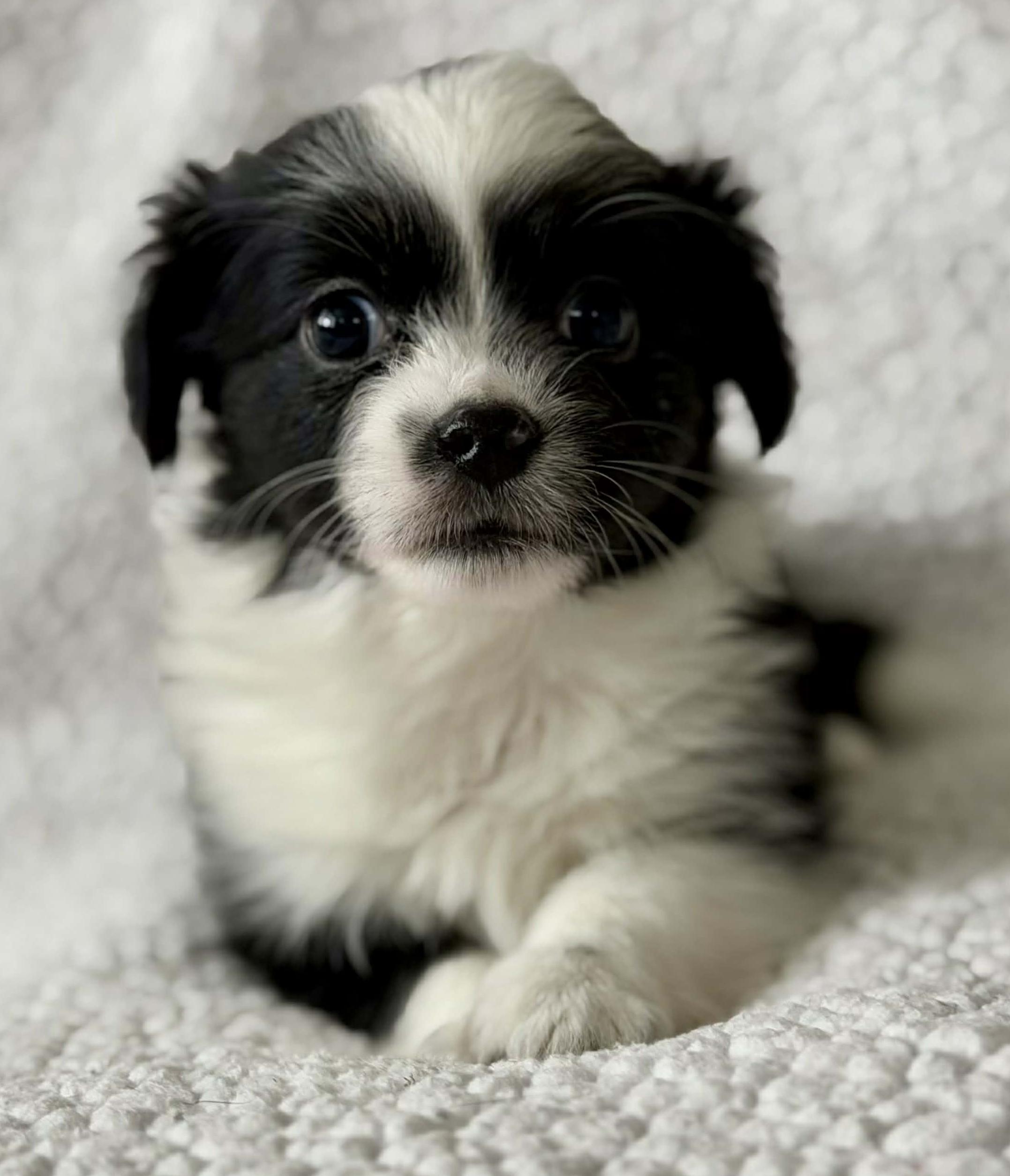 Meadow (Spring litter), Adoptable, Puppy Female Chihuahua & Pomeranian.