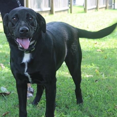 Daisy, Adoptable, Adult Female Black Labrador Retriever & Labrador Retriever.