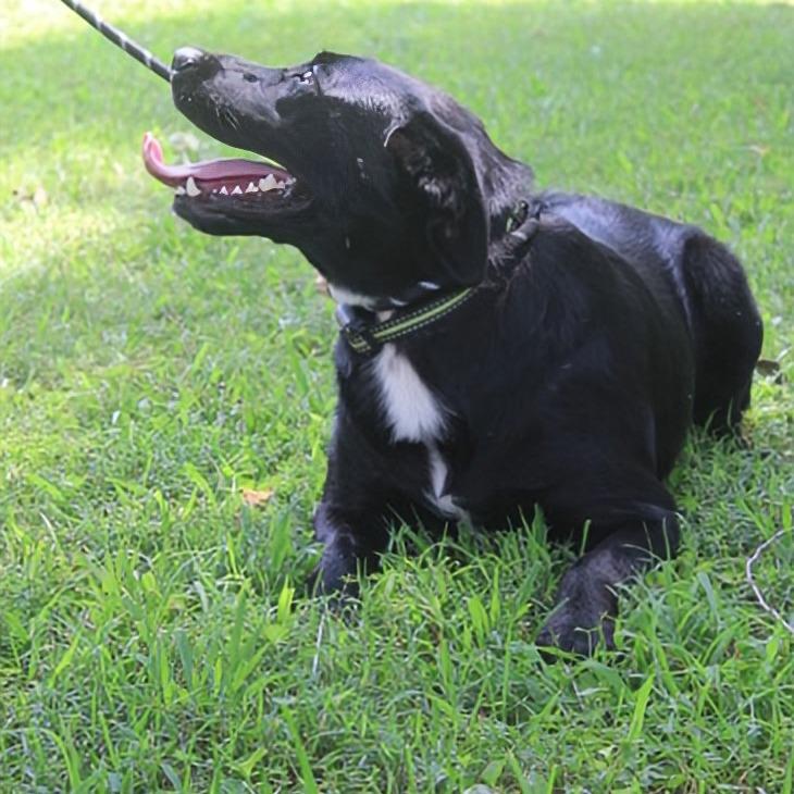 Enlarge Daisy, a Adoptable mixed breed in Madisonville, KY image 2/5