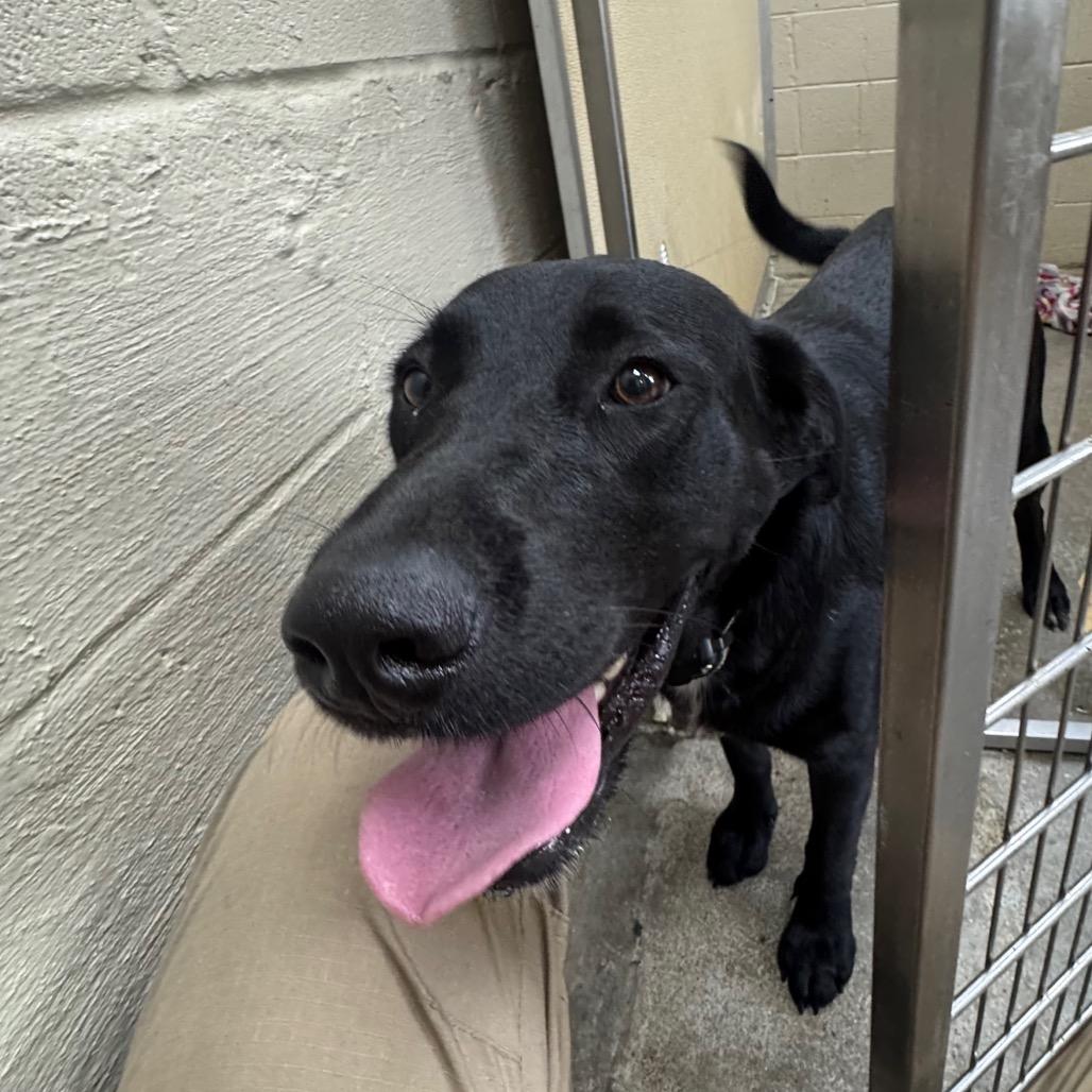 Enlarge Daisy, a Adoptable mixed breed in Madisonville, KY image 3/5