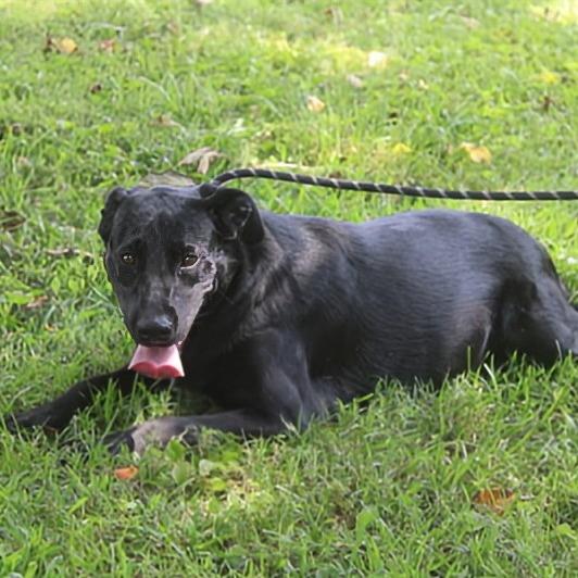 Enlarge Daisy, a Adoptable mixed breed in Madisonville, KY image 4/5