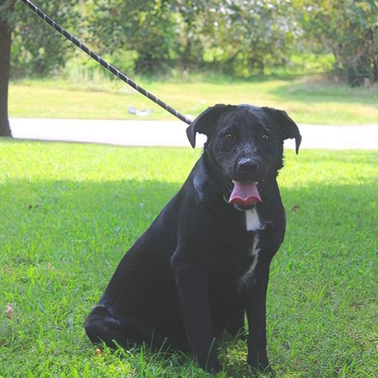 Enlarge Daisy, a Adoptable mixed breed in Madisonville, KY image 5/5