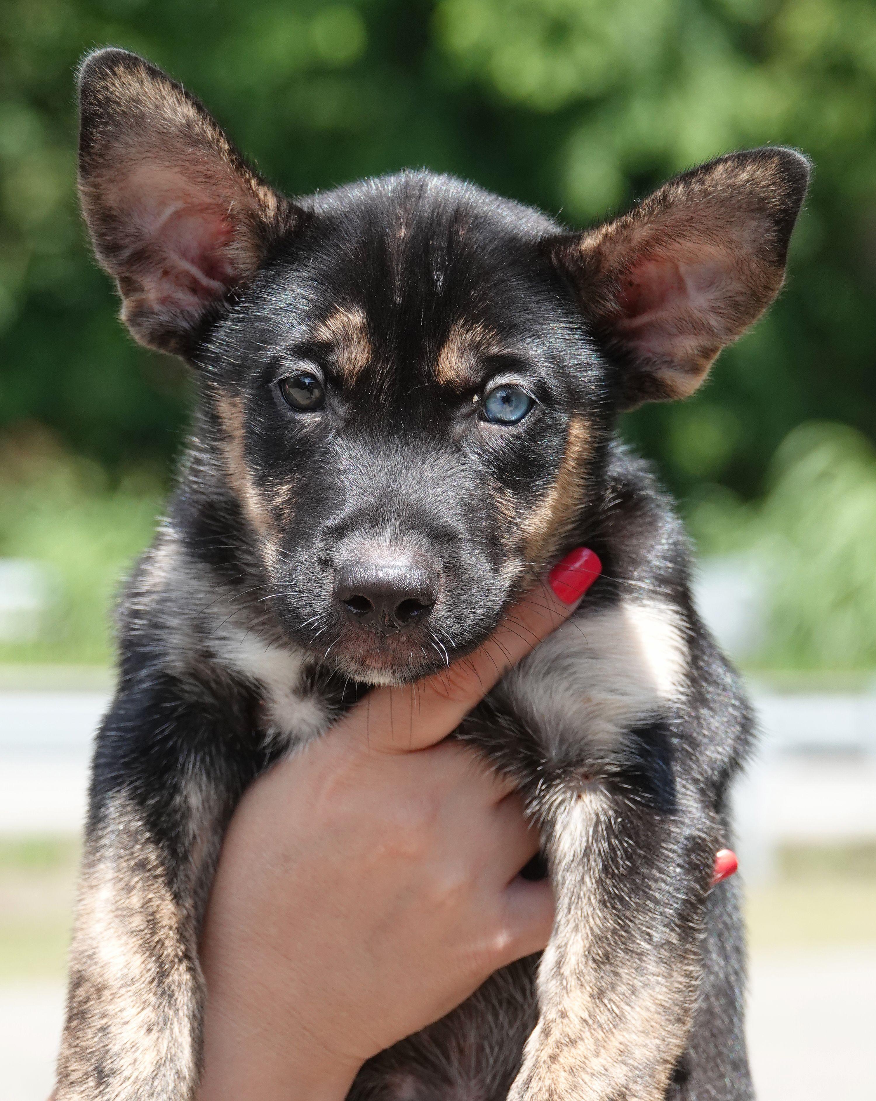 Oscar - RESCUE ONLY, Baby Male unknown