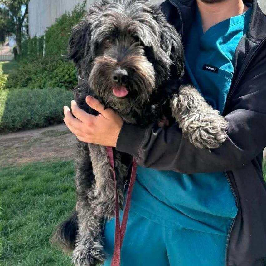 Gravy, Adoptable, Adult Male Schnauzer & Terrier.