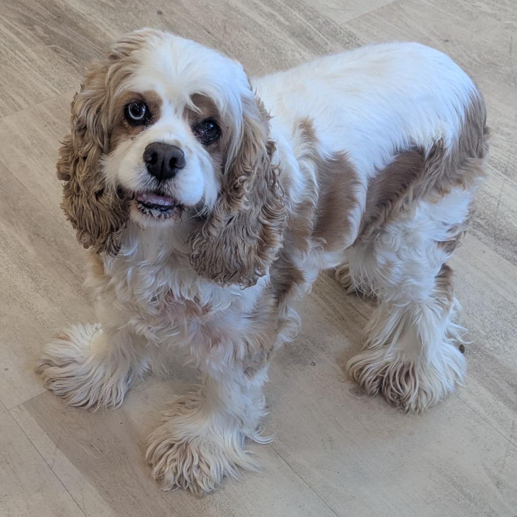 Penny, adoptable, Adult Female Cocker Spaniel.