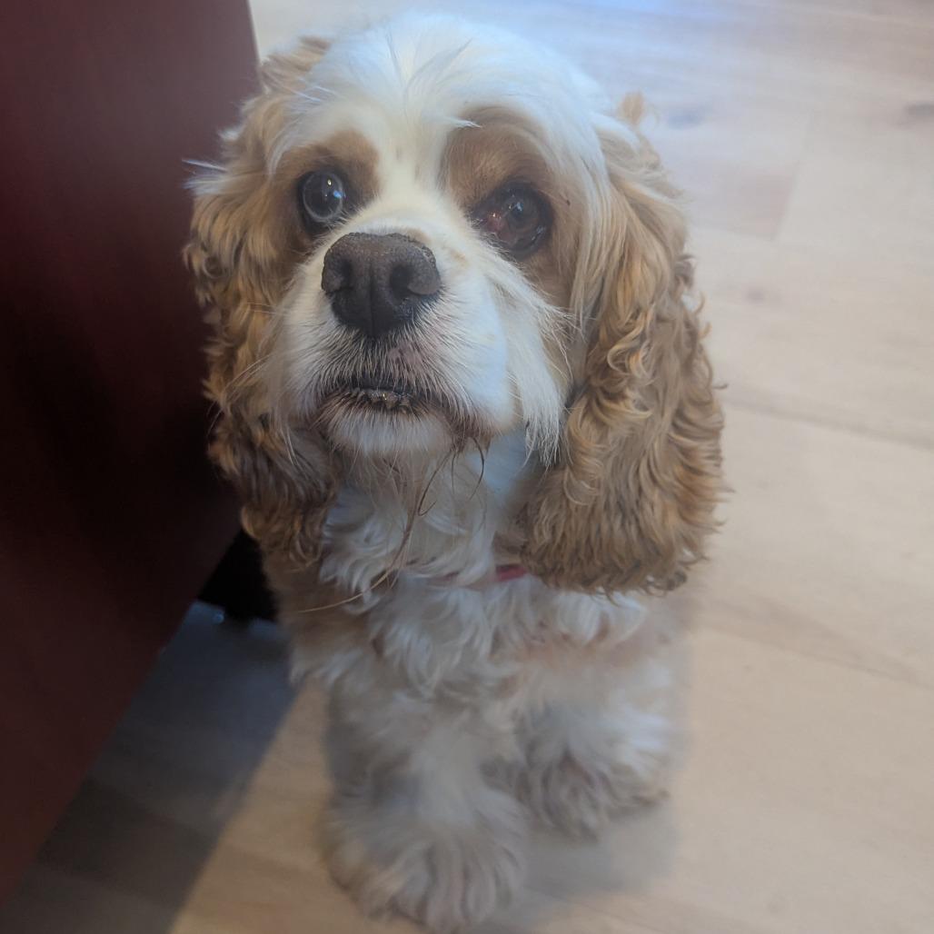 Penny, an adoptable Cocker Spaniel in Fenton, MI image 2/2