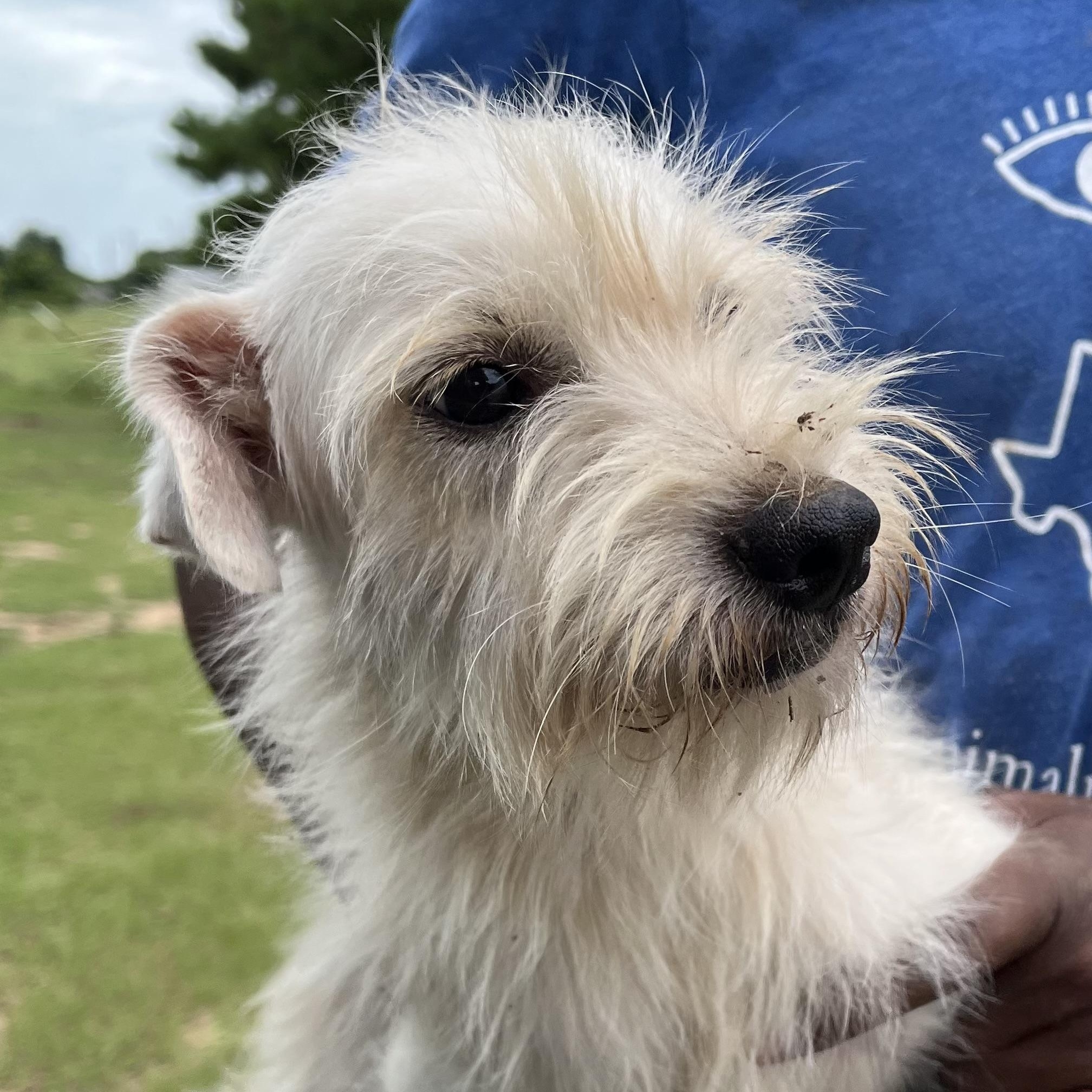 Enlarge Pip - Local November 6-8, a Adoptable mixed breed in Johnston, RI image 1/1