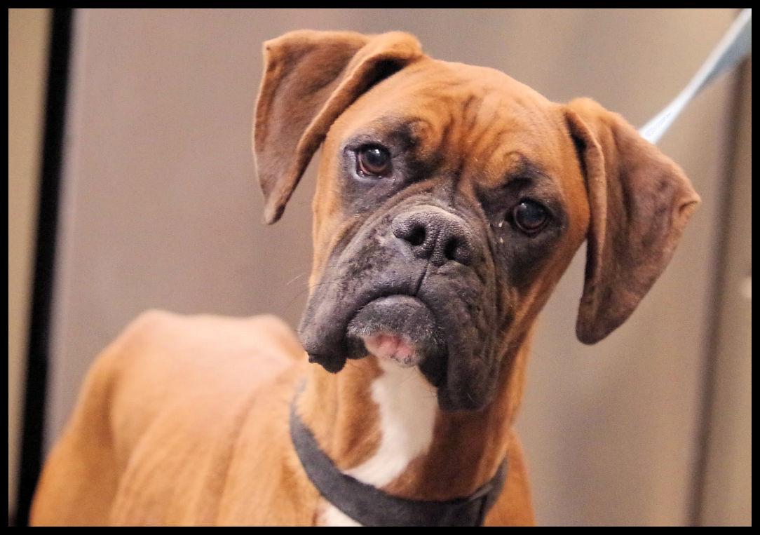 Enlarge WHISKEY BLUE, a ADOPTABLE Boxer in Kuna, ID image 1/3