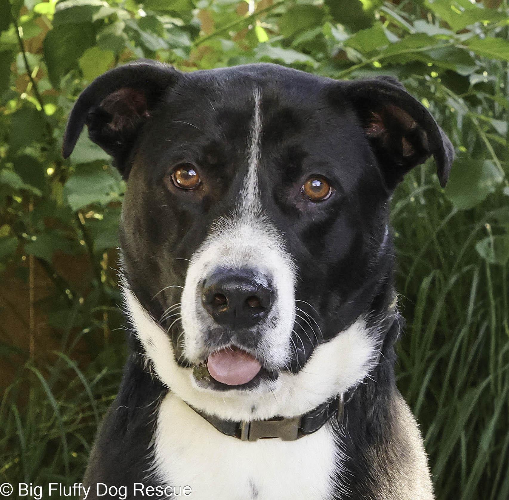 Enlarge Tux, a Adoptable mixed breed in Richmond, VA image 1/6