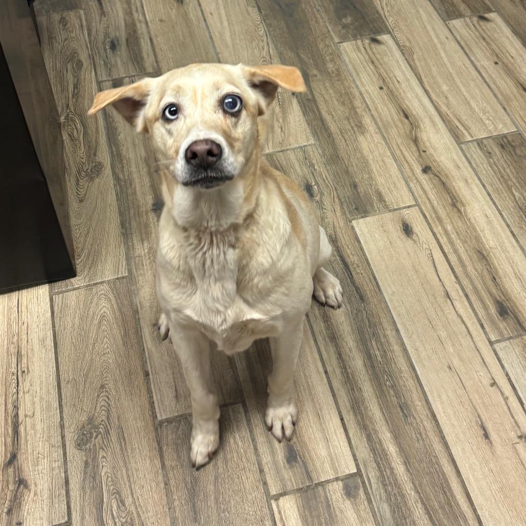 Opal, Adoptable, Adult Female Labrador Retriever & Husky.