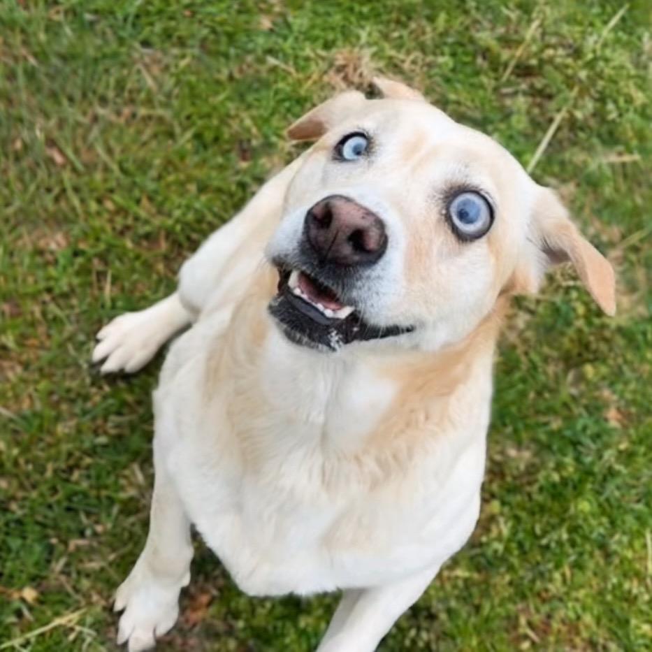 Enlarge Opal, a Adoptable mixed breed in Henderson, KY image 2/5