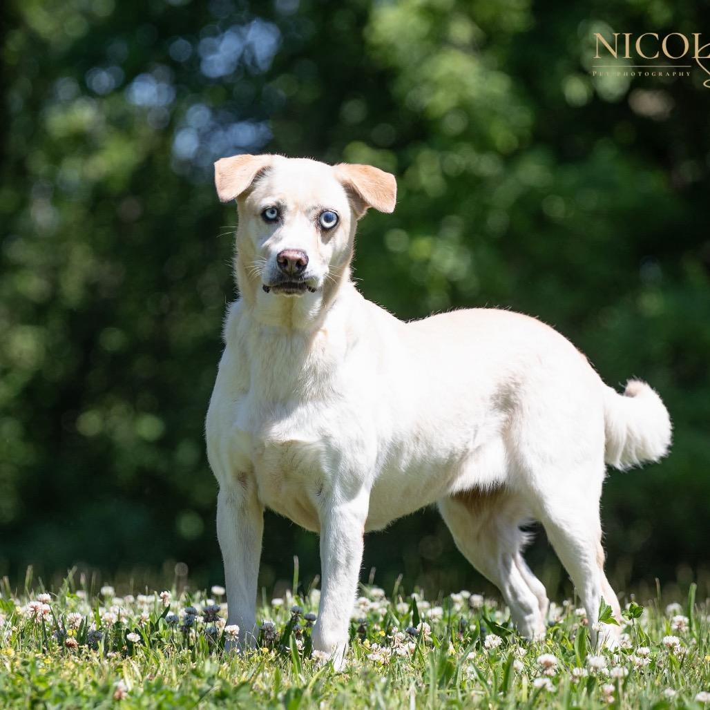Enlarge Opal, a Adoptable mixed breed in Henderson, KY image 3/5