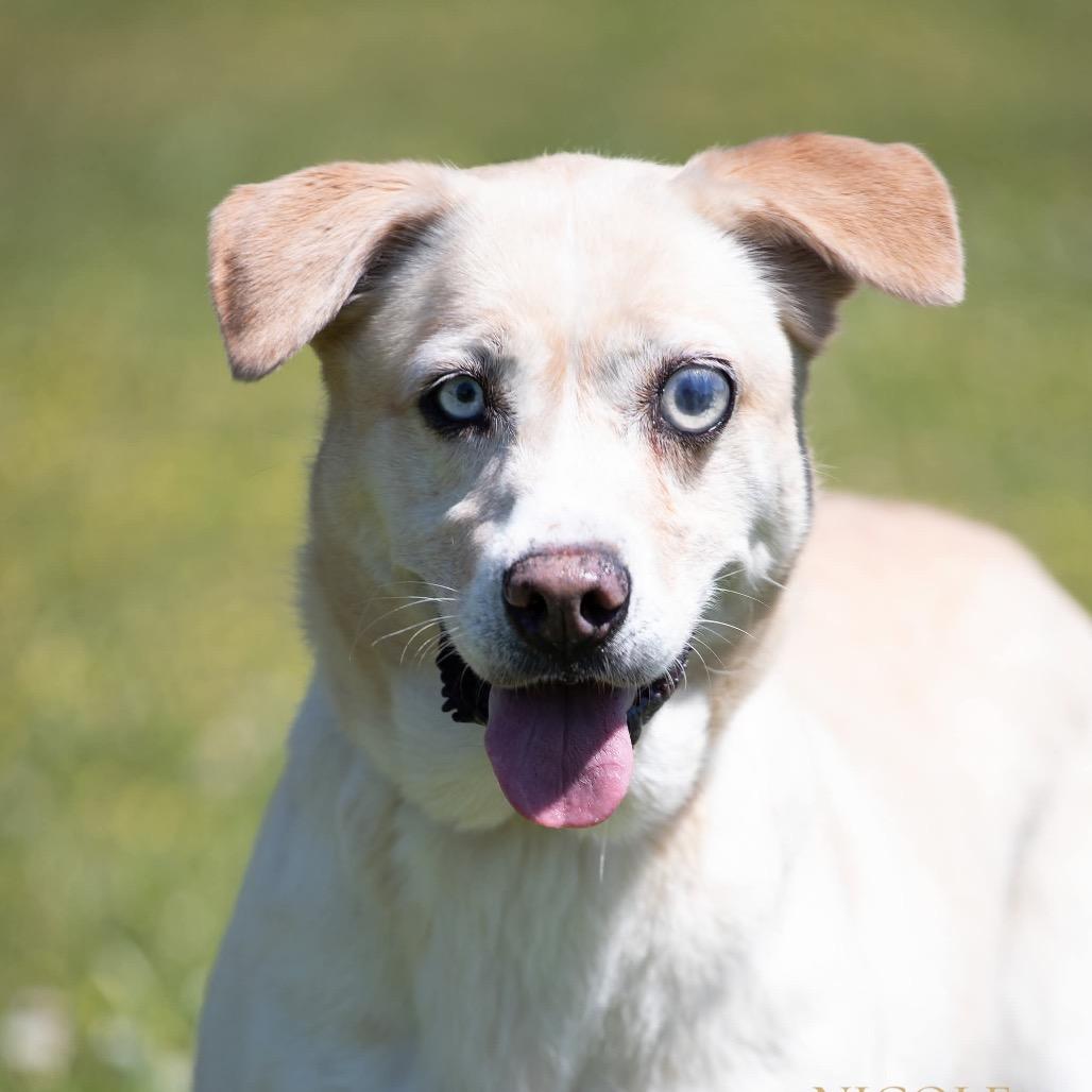 Enlarge Opal, a Adoptable mixed breed in Henderson, KY image 4/5