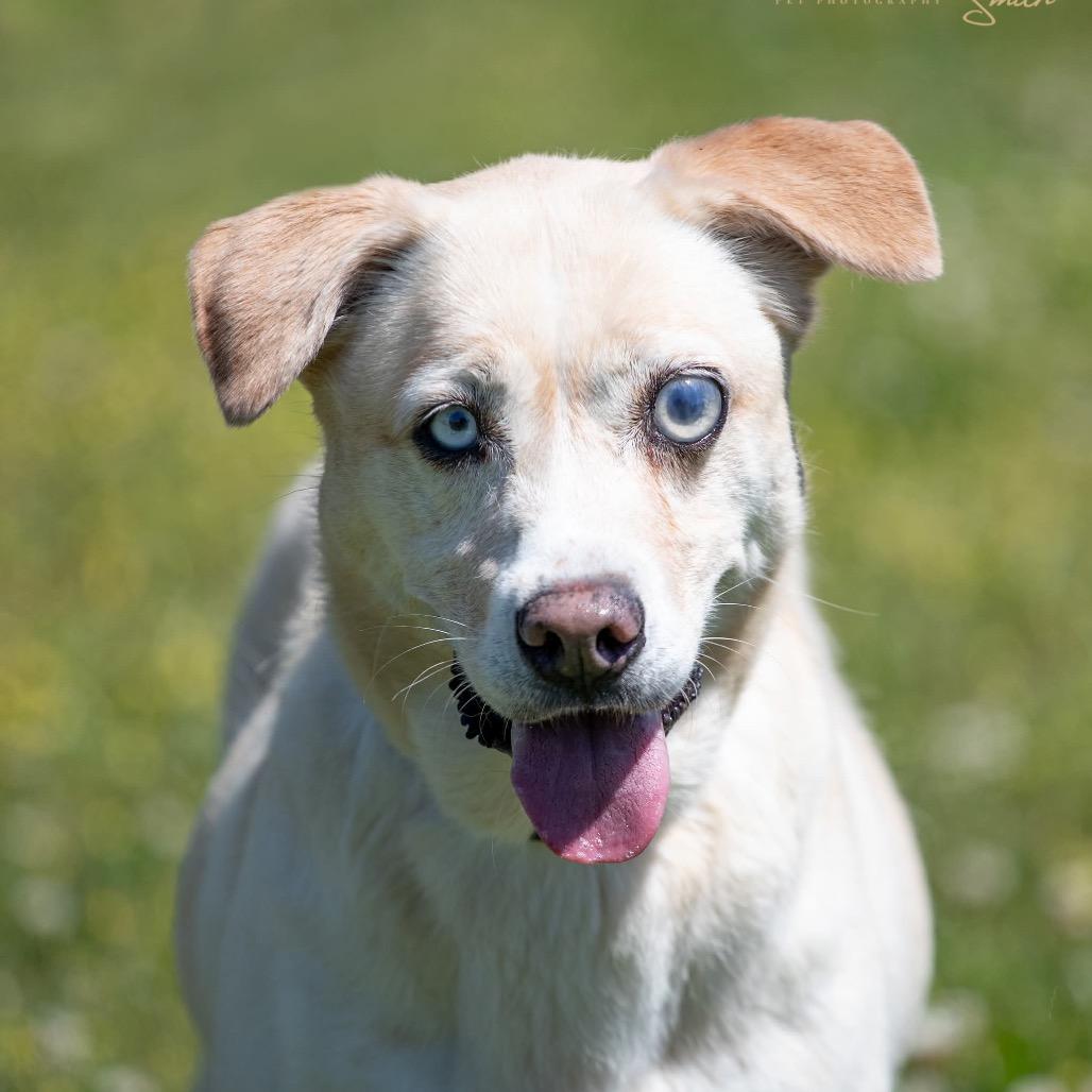 Enlarge Opal, a Adoptable mixed breed in Henderson, KY image 5/5