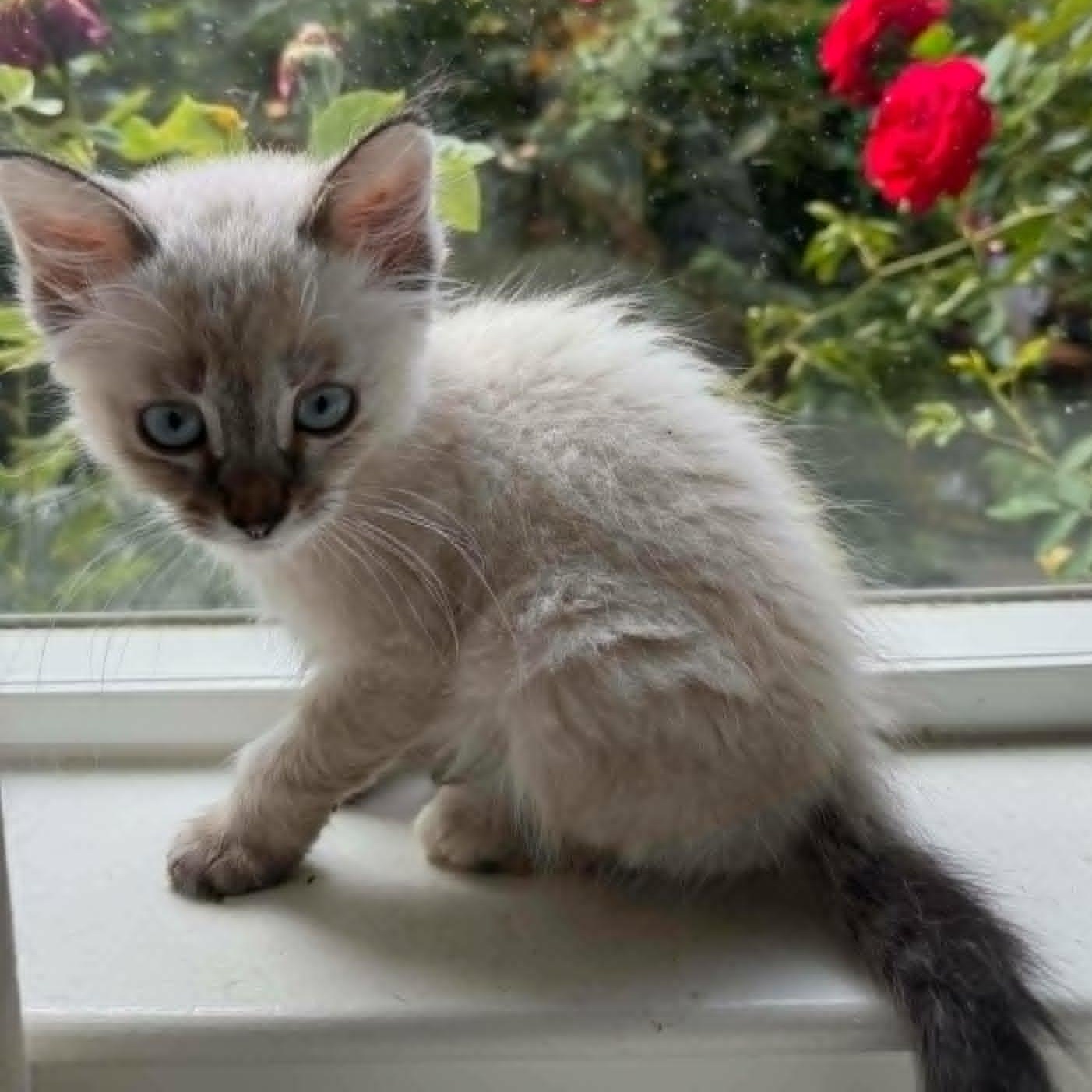 Enlarge Petal, a Adoptable mixed breed in San Jose, CA image 2/2